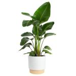 Costa Farms White Bird of Paradise Live Plant in Decorative Pot, Large Indoor Houseplant, Perfect for Home, Room, or Office Decor, Great House Warming or Birthday Gift, 3-4 Feet Tall