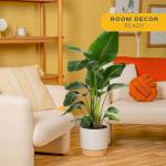 Costa Farms White Bird of Paradise Live Plant in Decorative Pot, Large Indoor Houseplant, Perfect for Home, Room, or Office Decor, Great House Warming or Birthday Gift, 3-4 Feet Tall