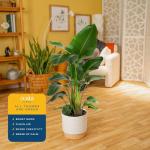 Costa Farms White Bird of Paradise Live Plant in Decorative Pot, Large Indoor Houseplant, Perfect for Home, Room, or Office Decor, Great House Warming or Birthday Gift, 3-4 Feet Tall