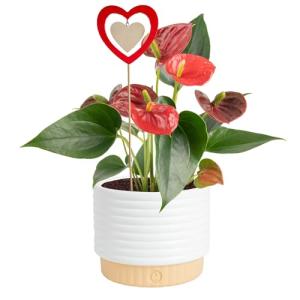 Costa Farms Anthurium Live Plant - Blooming Flowers, 10-12 Inches Tall - Live Indoor Houseplant in 4-Inch Cute Flower Pot | Birthday or Thinking of You Gift | House Plants Room Decor