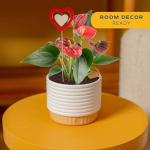 Costa Farms Anthurium Live Plant - Blooming Flowers, 10-12 Inches Tall - Live Indoor Houseplant in 4-Inch Cute Flower Pot | Birthday or Thinking of You Gift | House Plants Room Decor