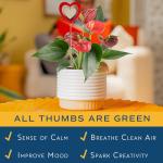 Costa Farms Anthurium Live Plant - Blooming Flowers, 10-12 Inches Tall - Live Indoor Houseplant in 4-Inch Cute Flower Pot | Birthday or Thinking of You Gift | House Plants Room Decor