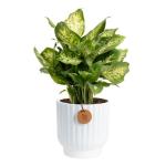 Costa Farms Dieffenbachia, Live Indoor Plant in Décor Plant Pot, Potted Houseplant in Potting Soil Mix, Real Plants Gift for Mom, Dad, 12-14 Inches Tall