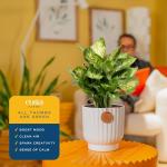 Costa Farms Dieffenbachia, Live Indoor Plant in Décor Plant Pot, Potted Houseplant in Potting Soil Mix, Real Plants Gift for Mom, Dad, 12-14 Inches Tall