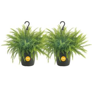 Costa Farms Ferns (2 Pack), Live Premium Boston Fern Plants in Hanging Basket Planters, Spring Decor, Giftable Plant Item, Houseplants Potted in Soil Potting Mix, 16-Inches Tall