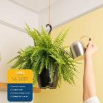 Costa Farms Ferns (2 Pack), Live Premium Boston Fern Plants in Hanging Basket Planters, Spring Decor, Giftable Plant Item, Houseplants Potted in Soil Potting Mix, 16-Inches Tall