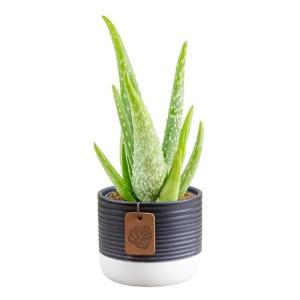 Costa Farms Aloe Vera Live Plant in Decorative Pot, Easy to Maintain, Air Purifying Succulent Indoor Houseplant, Home, Room, or Office Decor, House Warming or Birthday Gift, 12-18 Inches Tall