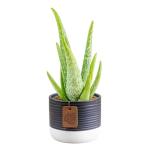 Costa Farms Aloe Vera Live Plant in Decorative Pot, Easy to Maintain, Air Purifying Succulent Indoor Houseplant, Home, Room, or Office Decor, House Warming or Birthday Gift, 12-18 Inches Tall