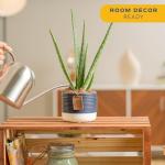 Costa Farms Aloe Vera Live Plant in Decorative Pot, Easy to Maintain, Air Purifying Succulent Indoor Houseplant, Home, Room, or Office Decor, House Warming or Birthday Gift, 12-18 Inches Tall