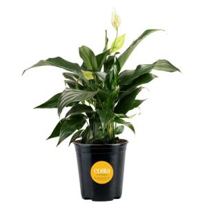 Costa Farms Peace Lily, Live Indoor Plant with Flowers, Air Purifying Houseplant in Nursery Planter Pot, Potting Soil, Thinking of You Gift, Plants Room Decor, 1 Foot Tall