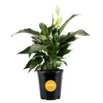 Costa Farms Peace Lily, Live Indoor Plant with Flowers, Air Purifying Houseplant in Nursery Planter Pot, Potting Soil, Thinking of You Gift, Plants Room Decor, 1 Foot Tall