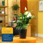 Costa Farms Peace Lily, Live Indoor Plant with Flowers, Air Purifying Houseplant in Nursery Planter Pot, Potting Soil, Thinking of You Gift, Plants Room Decor, 1 Foot Tall