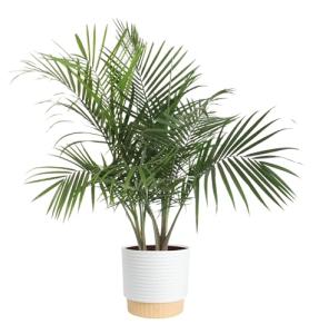 Costa Farms Majesty Palm Live Plant in Decorative Pot, Indoor Houseplant, Perfect for Home, Room, or Office Decor, Great House Warming or Birthday Gift, 3-4 Feet Tall