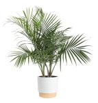 Costa Farms Majesty Palm Live Plant in Decorative Pot, Indoor Houseplant, Perfect for Home, Room, or Office Decor, Great House Warming or Birthday Gift, 3-4 Feet Tall