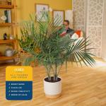 Costa Farms Majesty Palm Live Plant in Decorative Pot, Indoor Houseplant, Perfect for Home, Room, or Office Decor, Great House Warming or Birthday Gift, 3-4 Feet Tall