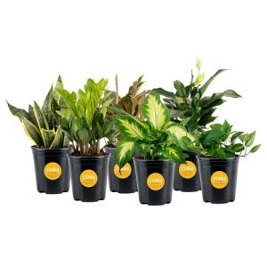 Costa Farms Live Plants | Pack of 6 | Easy to Grow Indoor Houseplants | 1-Foot Tall | Hand-Selected Variety Mix | 6-Inch Plant Pots | Housewarming Gift | Office and Room Decor