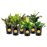 Costa Farms Live Plants | Pack of 6 | Easy to Grow Indoor Houseplants | 1-Foot Tall | Hand-Selected Variety Mix | 6-Inch Plant Pots | Housewarming Gift | Office and Room Decor