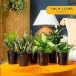 Costa Farms Live Plants | Pack of 6 | Easy to Grow Indoor Houseplants | 1-Foot Tall | Hand-Selected Variety Mix | 6-Inch Plant Pots | Housewarming Gift | Office and Room Decor