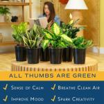 Costa Farms Live Plants | Pack of 6 | Easy to Grow Indoor Houseplants | 1-Foot Tall | Hand-Selected Variety Mix | 6-Inch Plant Pots | Housewarming Gift | Office and Room Decor