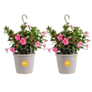 Costa Farms Premium Flowering Mandevilla Hanging Basket Live Outdoor Plant, 20-Inches Tall, Grower Choice Flowers, 1.5-GAL, 2-Pack