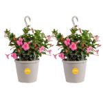 Costa Farms Premium Flowering Mandevilla Hanging Basket Live Outdoor Plant, 20-Inches Tall, Grower Choice Flowers, 1.5-GAL, 2-Pack