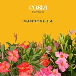 Costa Farms Premium Flowering Mandevilla Hanging Basket Live Outdoor Plant, 20-Inches Tall, Grower Choice Flowers, 1.5-GAL, 2-Pack