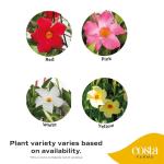 Costa Farms Premium Flowering Mandevilla Hanging Basket Live Outdoor Plant, 20-Inches Tall, Grower Choice Flowers, 1.5-GAL, 2-Pack