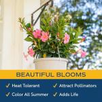 Costa Farms Premium Flowering Mandevilla Hanging Basket Live Outdoor Plant, 20-Inches Tall, Grower Choice Flowers, 1.5-GAL, 2-Pack