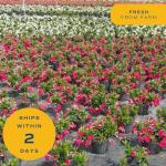 Costa Farms Premium Flowering Mandevilla Hanging Basket Live Outdoor Plant, 20-Inches Tall, Grower Choice Flowers, 1.5-GAL, 2-Pack