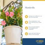 Costa Farms Premium Flowering Mandevilla Hanging Basket Live Outdoor Plant, 20-Inches Tall, Grower Choice Flowers, 1.5-GAL, 2-Pack