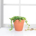 Live Succulent String of Pearls, Easy Care, 2 Inch Fully Rooted Potted Indoor Plant for Home Decor