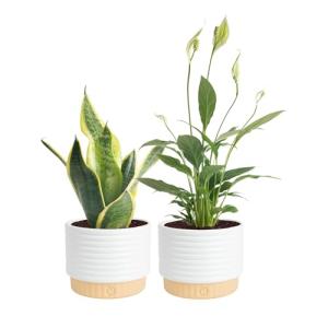 Costa Farms Live Plants (Pack of 2), Easy to Grow Real Indoor Houseplants, Air Purifying Plants, Grower's Choice in Home Décor Indoors Plant Pots, New House Gift or Room Décor