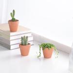 Live Succulent String of Pearls, Easy Care, 2 Inch Fully Rooted Potted Indoor Plant for Home Decor