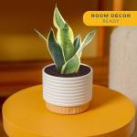 Costa Farms Live Plants (Pack of 2), Easy to Grow Real Indoor Houseplants, Air Purifying Plants, Grower's Choice in Home Décor Indoors Plant Pots, New House Gift or Room Décor