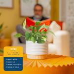 Costa Farms Live Plants (Pack of 2), Easy to Grow Real Indoor Houseplants, Air Purifying Plants, Grower's Choice in Home Décor Indoors Plant Pots, New House Gift or Room Décor