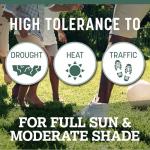 Pennington Kentucky 31 Tall Fescue Grass Seed 20 lb