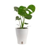 Costa Farms Live Plant, Thai Constellation Monstera House Plant, Self-Watering Plant Pot, Trending Tropicals Collection for Home and Room Decor, 16-Inches Tall