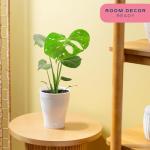 Costa Farms Live Plant, Thai Constellation Monstera House Plant, Self-Watering Plant Pot, Trending Tropicals Collection for Home and Room Decor, 16-Inches Tall