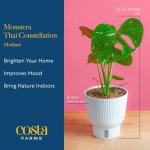 Costa Farms Live Plant, Thai Constellation Monstera House Plant, Self-Watering Plant Pot, Trending Tropicals Collection for Home and Room Decor, 16-Inches Tall