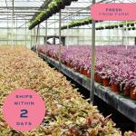 Costa Farms Live Plant, Thai Constellation Monstera House Plant, Self-Watering Plant Pot, Trending Tropicals Collection for Home and Room Decor, 16-Inches Tall