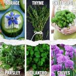 Culinary Herb Seeds Variety Pack – 12 Types