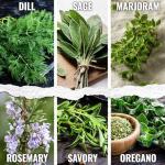 Culinary Herb Seeds Variety Pack – 12 Types