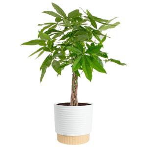 Costa Farms Money Tree Live Plant, Easy to Grow Houseplant Potted in Indoor Garden Pot, Pachira Bonsai in Potting Soil, Gift for Birthday, Housewarming, Thank You, Office and Home Decor, 3-4 Feet Tall