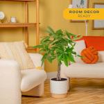 Costa Farms Money Tree Live Plant, Easy to Grow Houseplant Potted in Indoor Garden Pot, Pachira Bonsai in Potting Soil, Gift for Birthday, Housewarming, Thank You, Office and Home Decor, 3-4 Feet Tall