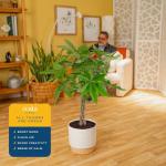 Costa Farms Money Tree Live Plant, Easy to Grow Houseplant Potted in Indoor Garden Pot, Pachira Bonsai in Potting Soil, Gift for Birthday, Housewarming, Thank You, Office and Home Decor, 3-4 Feet Tall