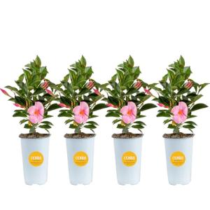 Costa Farms Mandevilla Live Plants | Pack of 4 | 1.5Pt. Houseplants, Flowering Blooms in Plant Pots | Outdoor Decor, Room Decor, Patio, Balcony | Pink Flowers