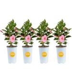 Costa Farms Mandevilla Live Plants | Pack of 4 | 1.5Pt. Houseplants, Flowering Blooms in Plant Pots | Outdoor Decor, Room Decor, Patio, Balcony | Pink Flowers