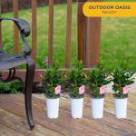 Costa Farms Mandevilla Live Plants | Pack of 4 | 1.5Pt. Houseplants, Flowering Blooms in Plant Pots | Outdoor Decor, Room Decor, Patio, Balcony | Pink Flowers