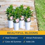 Costa Farms Mandevilla Live Plants | Pack of 4 | 1.5Pt. Houseplants, Flowering Blooms in Plant Pots | Outdoor Decor, Room Decor, Patio, Balcony | Pink Flowers