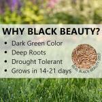 Jonathan Green (10514) Black Beauty Heat & Drought Resistant Grass Seed - Cool Season Lawn Seed (3 lb)